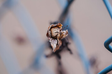 flower seed