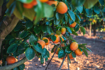 Ripening orange persimmons hanging on tree branch with green leaves in the spanish garden,...
