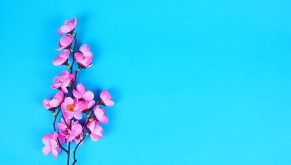 spring floral on a blue background. Space for text. Top view with copy space, flat lay