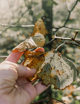 Mano sujetando unas hojas secas pendiendo de la rama de un &aacute;rbol durante una ma&ntilde;ana soleada de oto&ntilde;o