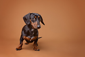 treat catching dachshund