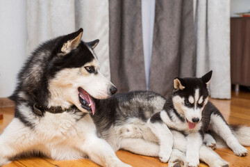 Two husky dogs are playing indoor at home. Mother dog playing with her little puppy