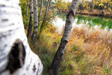 Riparian vegetation in autumn. Tagus (Tajo) River as it passes through Zorita de los Canes in...