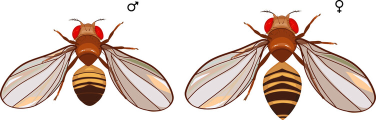 Male and female fruit fly (Drosophila melanogaster) isolated on white background
