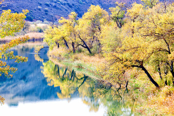 Riparian vegetation in autumn. Tagus (Tajo) River as it passes through Zorita de los Canes in...