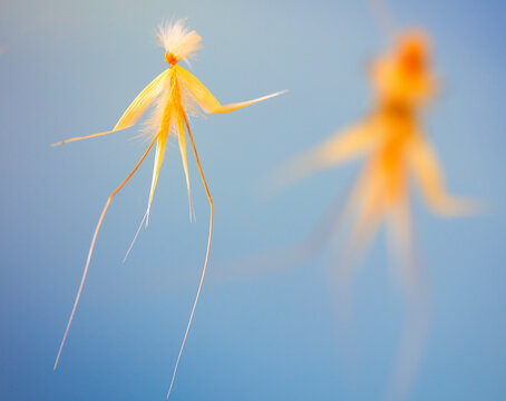 Visual metaphor. Ballerinas. Oatmeal ballerina leaf. Madrid. Sierra de Guadarrama. Spain