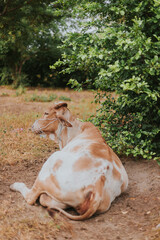 Vaca blanca amarilla acostada en paisaje natural