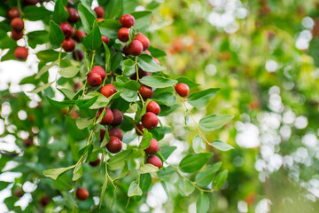 Ripe unabi on a tree branch in the garden. Close-up of tree branches with fruits Zizyphus