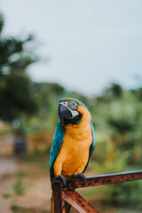 Retrato de loro guacamayo azul y amarillo en fondo natural