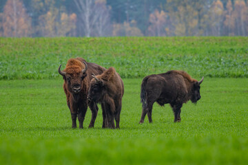 
impressive giant wild bison grazing peacefully in the autumn scenery