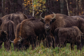 
impressive giant wild bison grazing peacefully in the autumn scenery