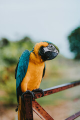 Retrato de loro guacamayo azul y amarillo en fondo natural