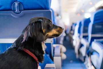 Dog Flying On An Aircraft.