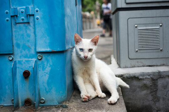 Feral cat on the streets in China