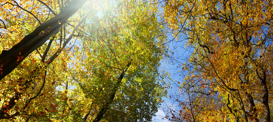 wald sonne bäume panorama herbst