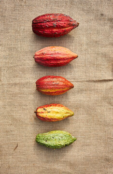 Stages of ripening of cocoa pods