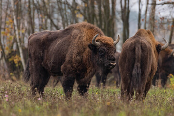 
impressive giant wild bison grazing peacefully in the autumn scenery