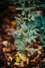 Plantas y hojas con luz c&aacute;lida en paisaje natural en el amanecer de oto&ntilde;o