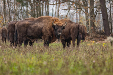 
impressive giant wild bison grazing peacefully in the autumn scenery