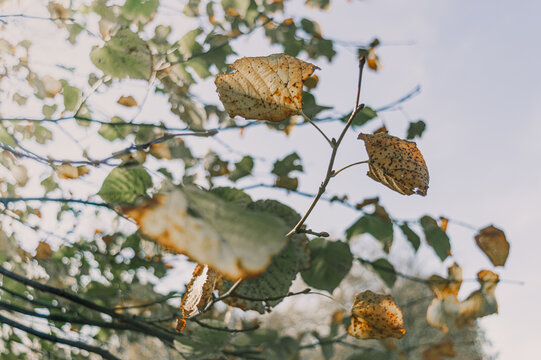 Hojas secas pendiendo de la rama de un &aacute;rbol durante una ma&ntilde;ana soleada de oto&ntilde;o