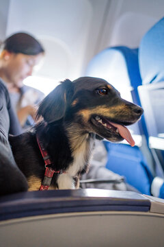 Passenger With Dog Travelling On A Plane.