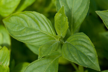 close up of leaves