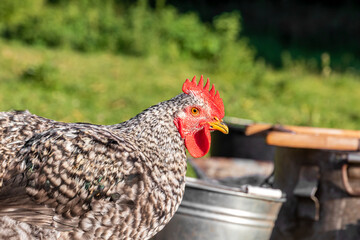 Rooster closeup profile rustic field. The rooster has gray and white feathers with a red comb and braiding. Selective focus.