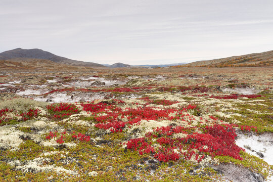 Arctous alpina, Alpine bearberry, Rondane, Norway.