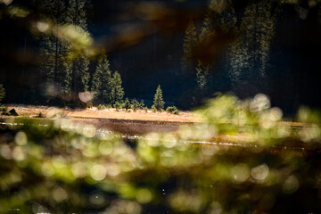 Baum. Wald
