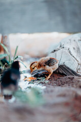 Pollito amarillo bebiendo agua en paisaje natural