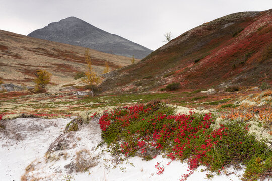 Arctous alpina, Alpine bearberry, Rondane, Norway.