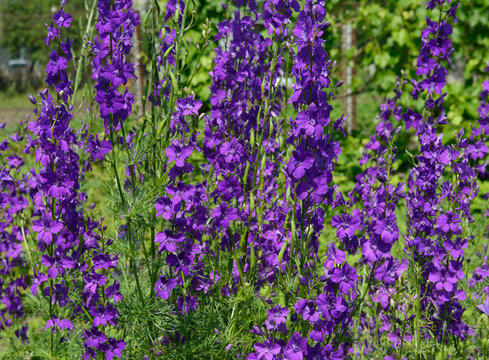 Close-up many bright purple flowers of Delphinium ajacis.