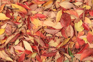 Red and Yellow Fallen Autumn Leaves Background