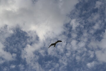 seagull gaviota 