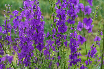 Close-up many bright purple flowers of Delphinium ajacis.