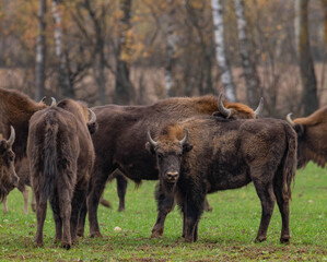 
impressive giant wild bison grazing peacefully in the autumn scenery