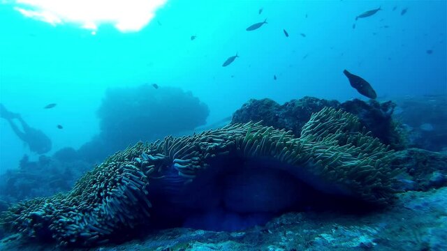 Large Anemone swaying with the current with diver in background
Underwater shot from Thailand

