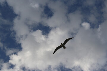 bird sky