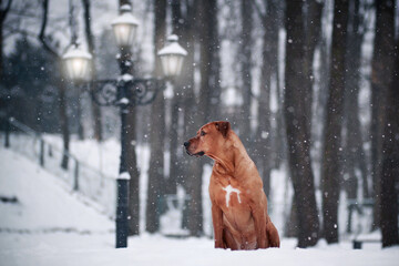 dog in the snow