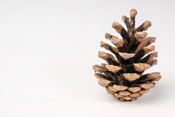 Brown pine cone isolated on the white background.