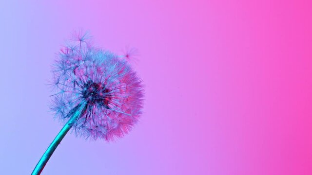 Macro Shot of Dandelion being blown in super slow motion on neon background. Filmed on high speed cinematic camera at 1000 fps.