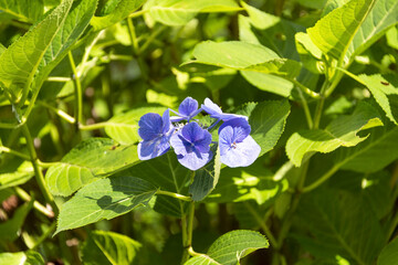 Hydrangea in full bloom in Japan