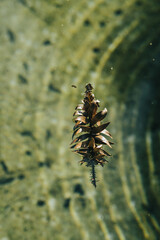 pine cone in the water