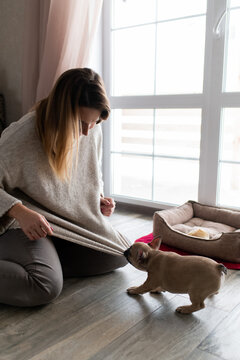 Cute little french bulldog puppy