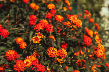 Autumn Flowers