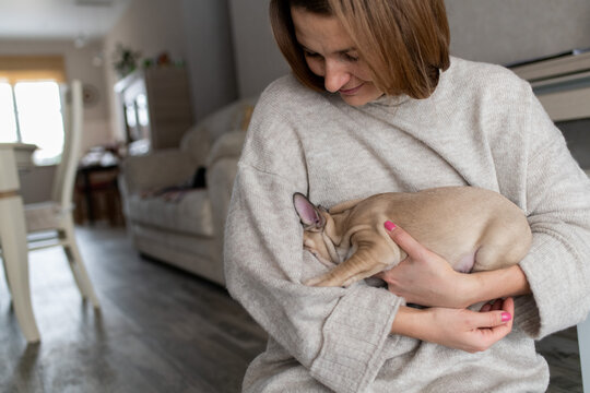 Cute little french bulldog puppy