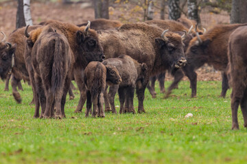 
impressive giant wild bison grazing peacefully in the autumn scenery