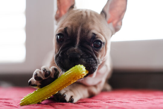 Cute little french bulldog puppy