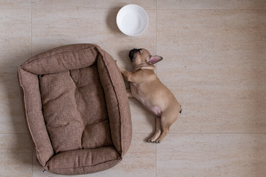 Cute little french bulldog puppy lying on the floor