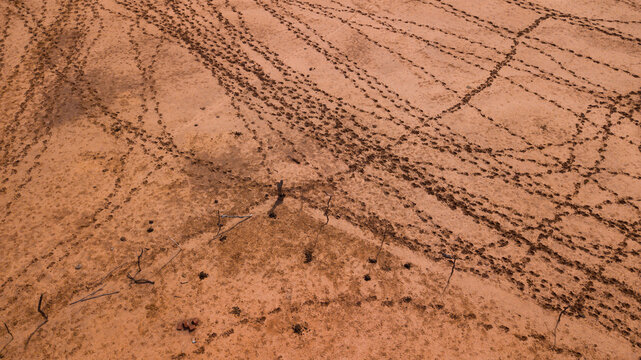 cattle hoof prints in the desert on the way to watering place